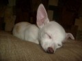Kimbo, kdy� spink�.