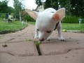 Kimbo, prvn� t�den doma.