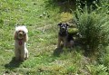 pudl�k + borderteri�r sed� ..