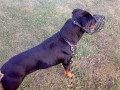 velk� �sp�ch - nos�me ko���ek...