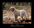 Bryta p�zuje!