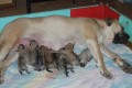 boerboel-nej�erstv�j�� p��r�stky