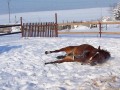 v�len��ko