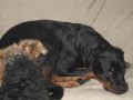 Amy a Buk�s