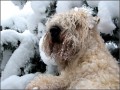 wheaten- zasnezen� vous