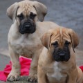 boerboel  - 8 t�dn�