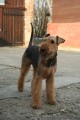 A ten sam� perdel..