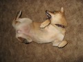 shiba hraj�c�