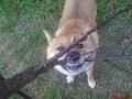 divok� shiba
