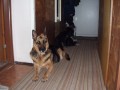 Hodn� a ostra�it�