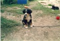 Benny a n� kocourek