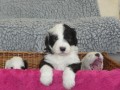 �t�n� bobtaila