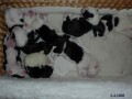 �t��ata bobtail�