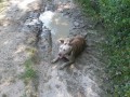 Spokojen� Eby