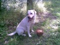 houba�ka