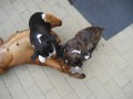 teti�ka na lopatk�ch
