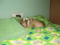 Post�lka