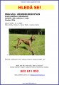 Pitbulteri�rka Rita