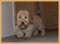 Kv�do 3
