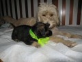 posledn� chv�le s maminkou...