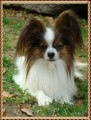 D�Artagnan de Pompadour