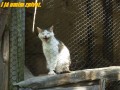 Ko�i�� zp�v