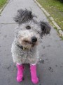 Pumi�ka
