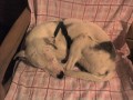 Spink�