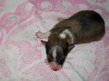 Ajs�kj� von Schnappi Schnapp