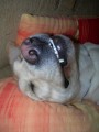zub�m se