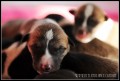 Ajs� �t���tka