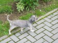 P�j�nek2