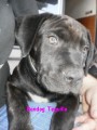 Bandog equilla - portr�tT