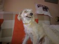 �istit zuby?