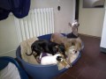 Spole�n�