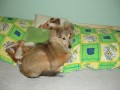 �eltie a post�lka