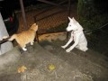 Sezn�men� s ko�i�kou