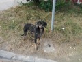 Fenka Ro��ava