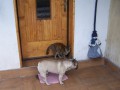 kamar�di