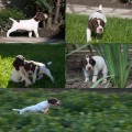 �t��ata BFP