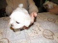 06 Bellinka �t���tko