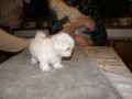 07 Bellinka �t���tko