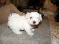 10 Bellinka �t���tko