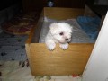 12 Bellinka �t���tko
