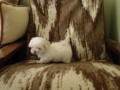 13 Bellinka �t���tko