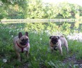Kv�ten 2012. Roxanka na proch�zce s Hugem. Borisek se je�t� nenarodil.