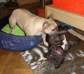 Hi-hi-hi! Roxanko, to lecht�!!!