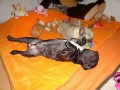Dom�c� pohoda