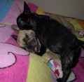Roxanka a mal� Borisek