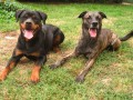 R��en (1 rok) + Trold�k (3,5)